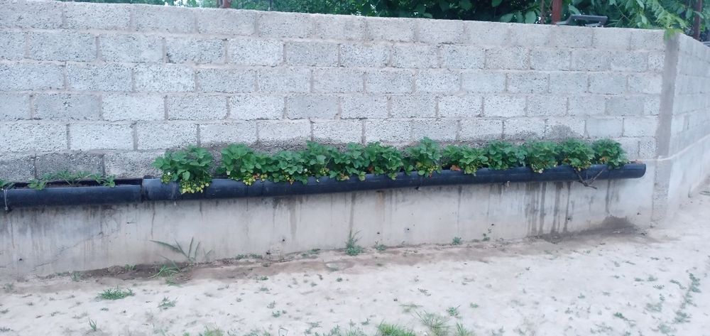 Qulupnay kõchat sotiladi