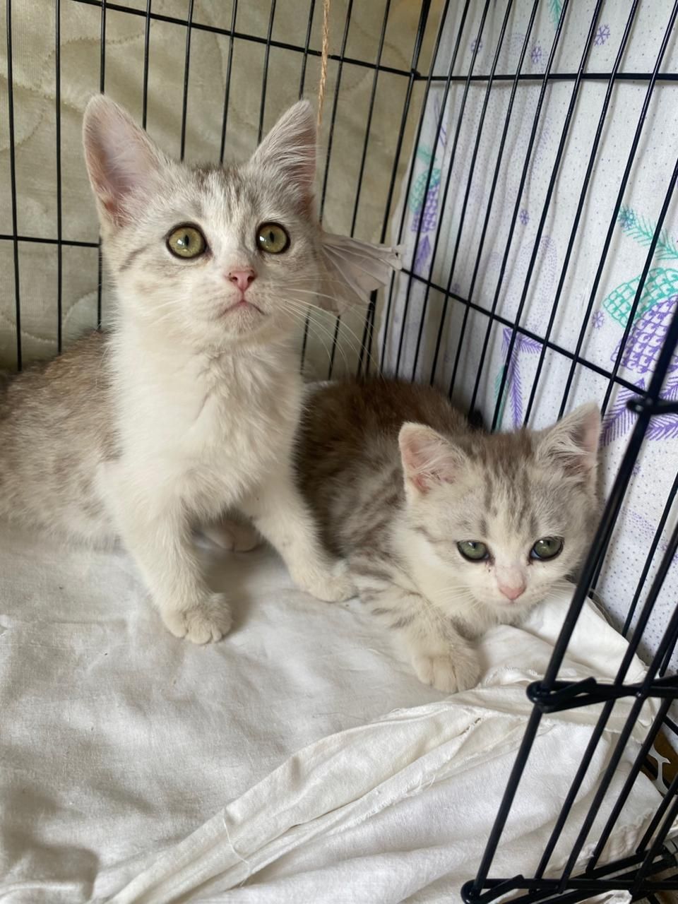 Котята девочки в очень ответственные руки