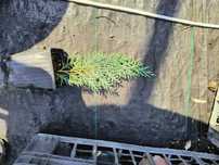 leylandii 20-25cm