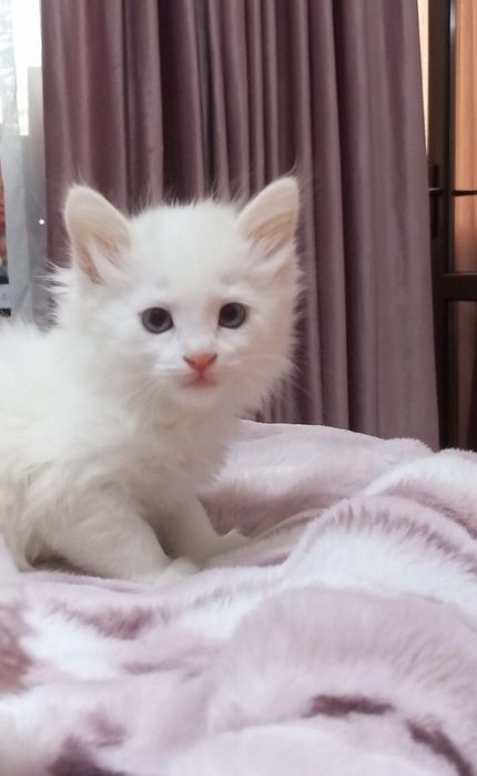 котята турецкой ангоры СРОЧНО