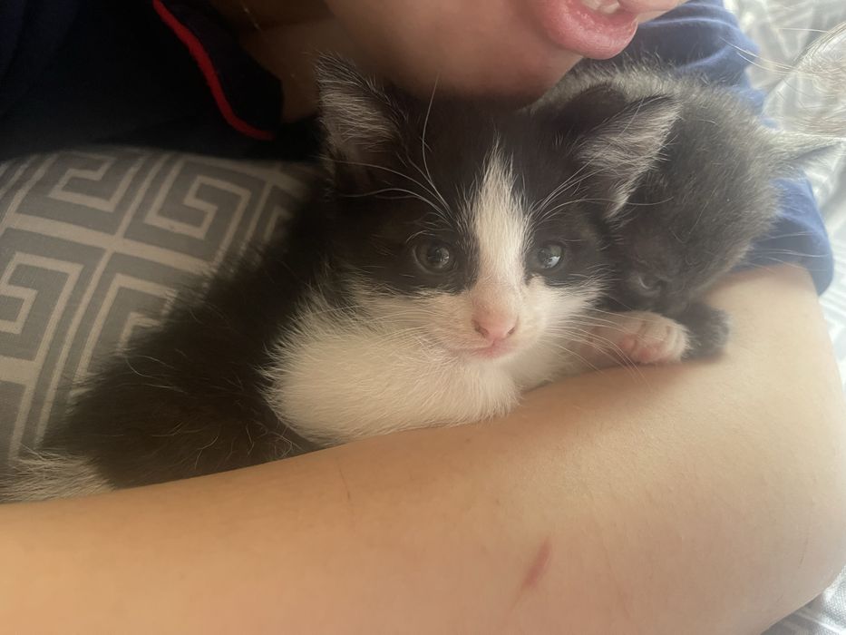 Котенок, мальчик