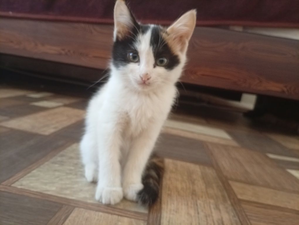 котенок отдаем бесплатно