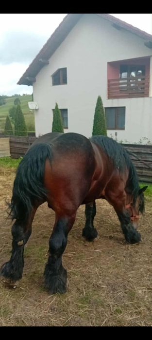 Armăsar 4ani  invatat