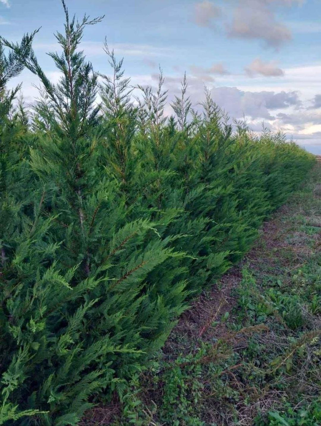 Plante ornamentale, gard viu leylandii