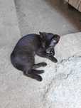 Donez     pisicute