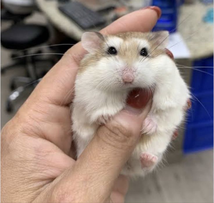 Donez hamsteri cu ridicare personala