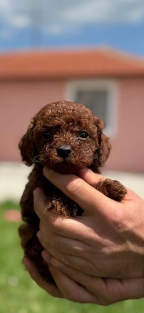 Пудел той /Poodle Toy Red