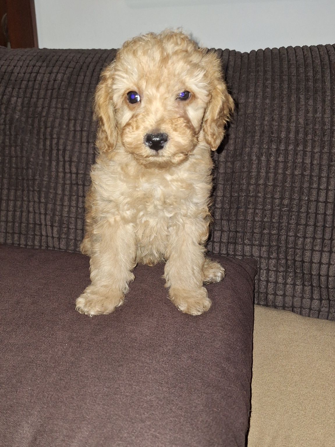 Pudel/caniche pitic