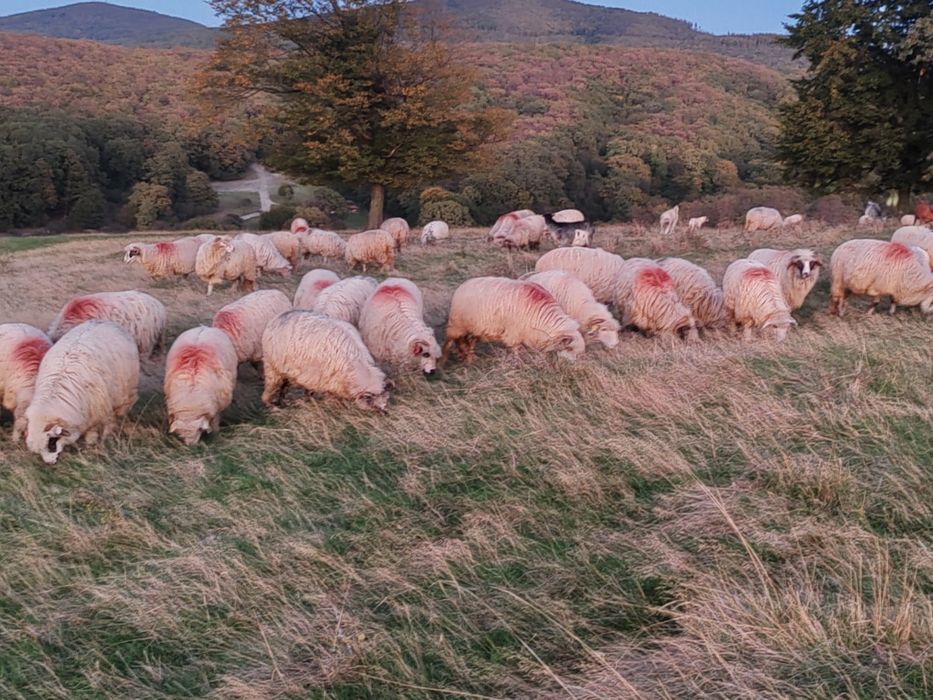 Vând 150 de oi frumoase cu tratamentele la zii
