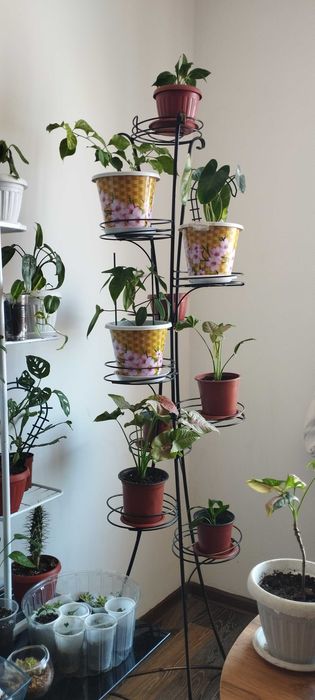 Комнатные цветы Шымкент