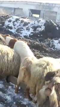 Bălegar de capră oaie sau vacă ros(mraniță)