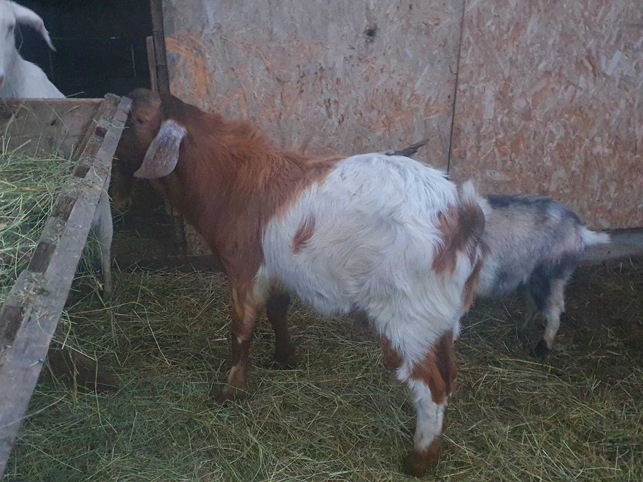 Vind Tap Anglonubian