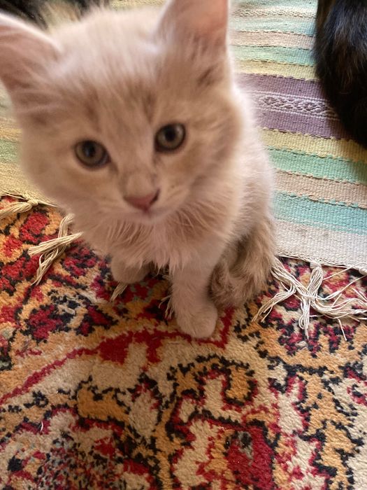Котёнок продается