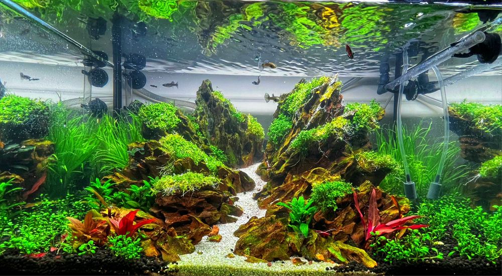 Amenajări Acvarii Personalizate și Mentenanță Profesională DAD