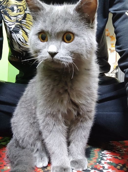 Британская кошка