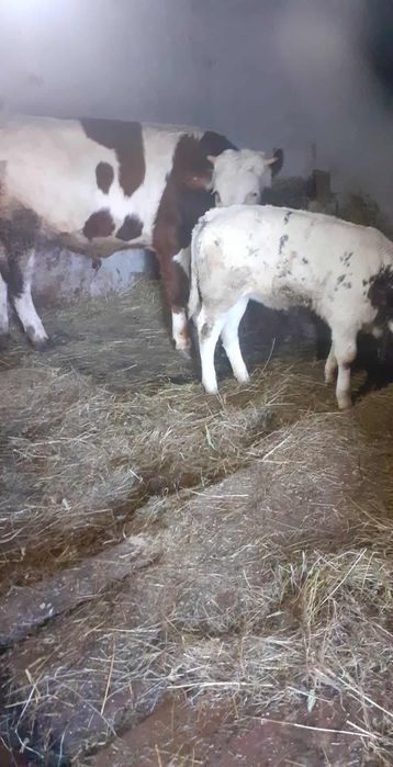 Vând tăuraș și vițea