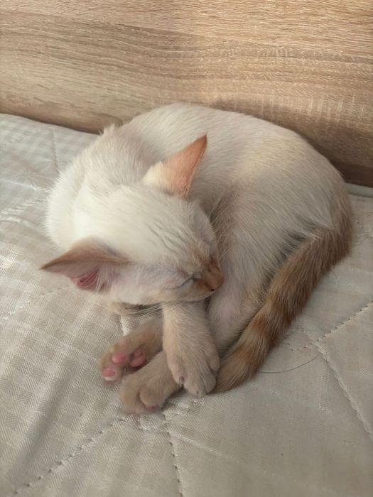 котенок белый 1,5 месяца