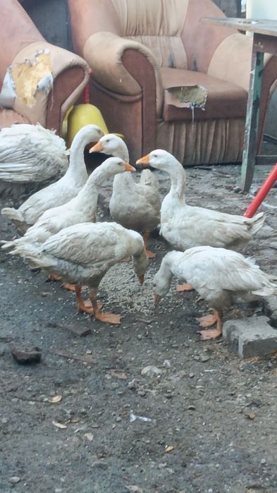 De vînzare preț bun lăsați mesaj