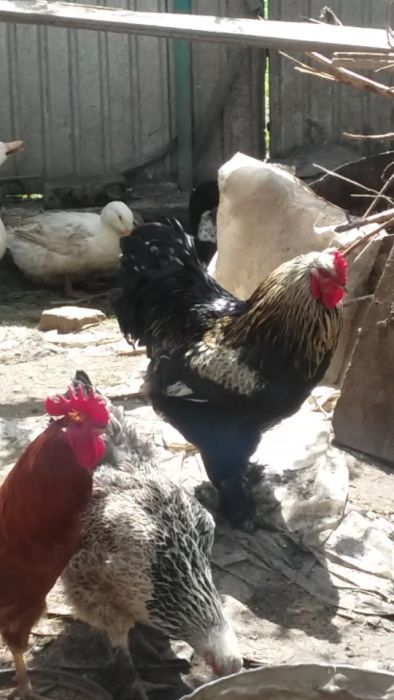 здоровые петушки.