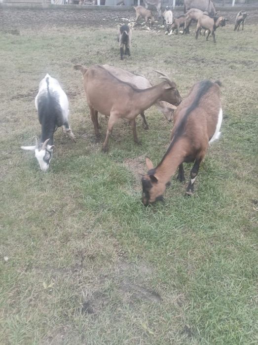 Vând turmă capre cu iezi și țap