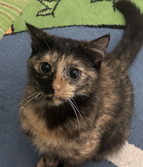 Отдам даром в хорошие руки