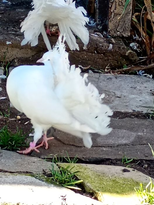 Гълъби фенерлия декорация