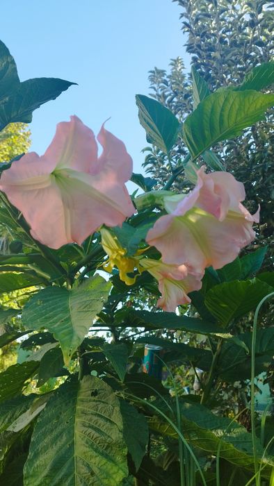 Brugmansia -Trompeta îngerilor - planta  decorativa