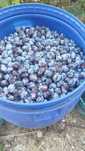 Prune de vanzare