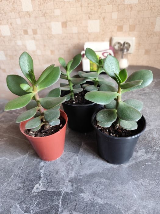 Продам цветы комнатные. Цены уточняйте.