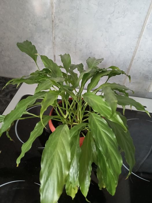 Продам узколистный спатифиллум