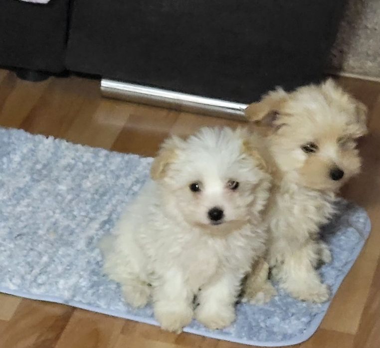 Bichon maltez miny spre adoptie