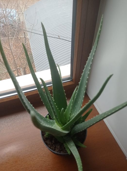 Алоэ вера продам