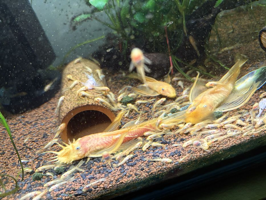 Vand pesti de acvariu ancistrusi l144 cu voalati