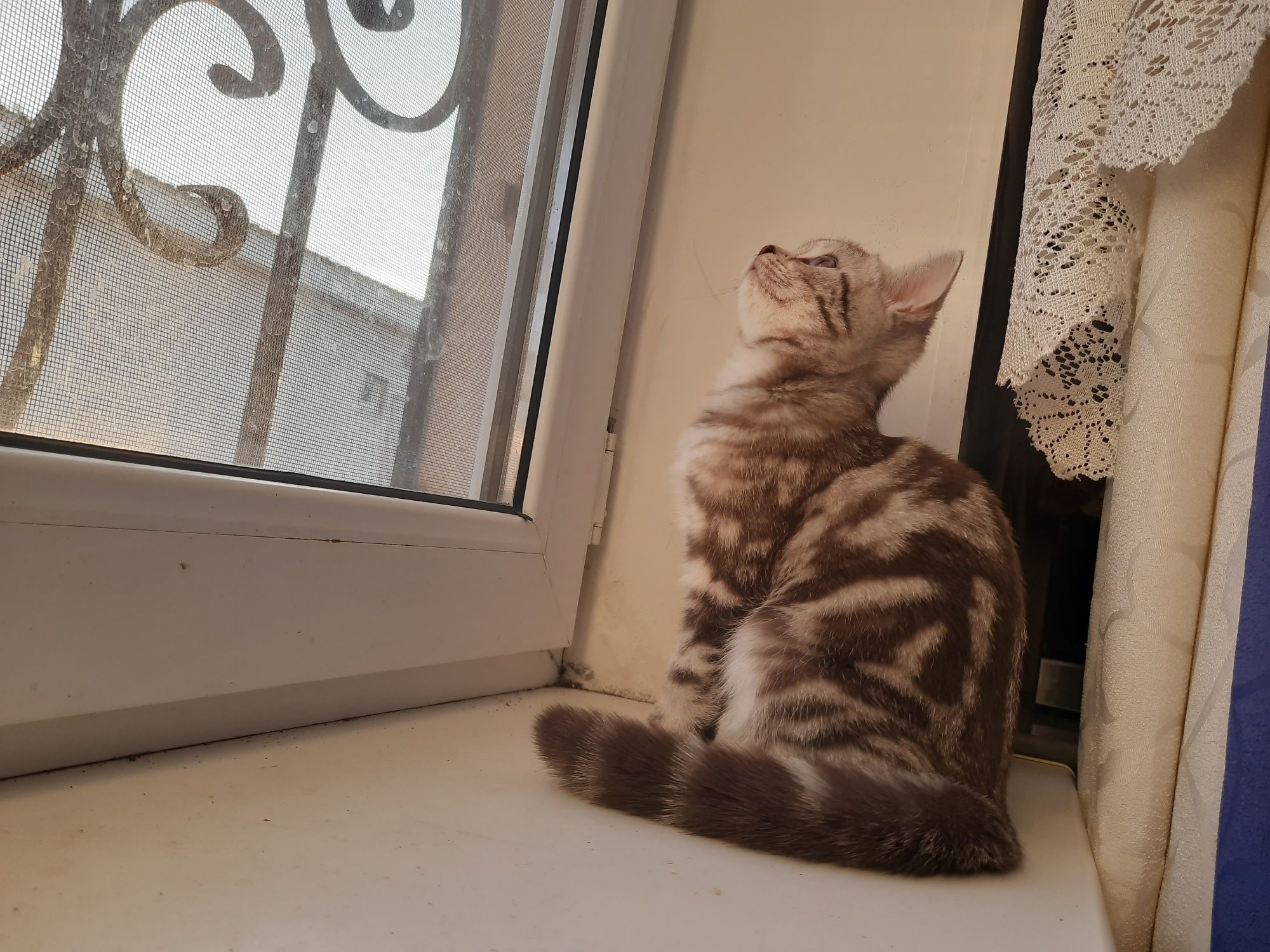 Скоттиш страйт девочка мрамор цвета корицы