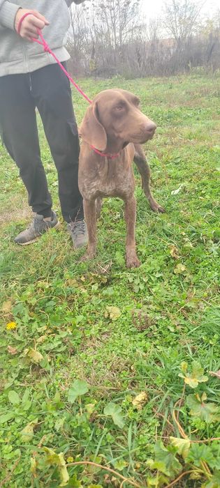 Куцхаар женски на 3г.