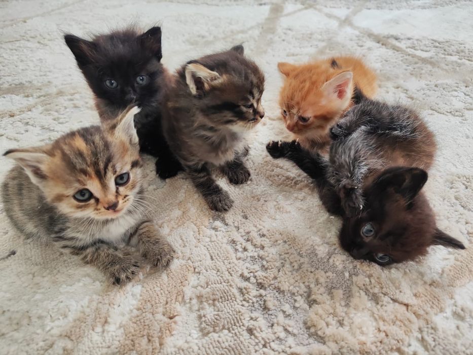 отдам котят