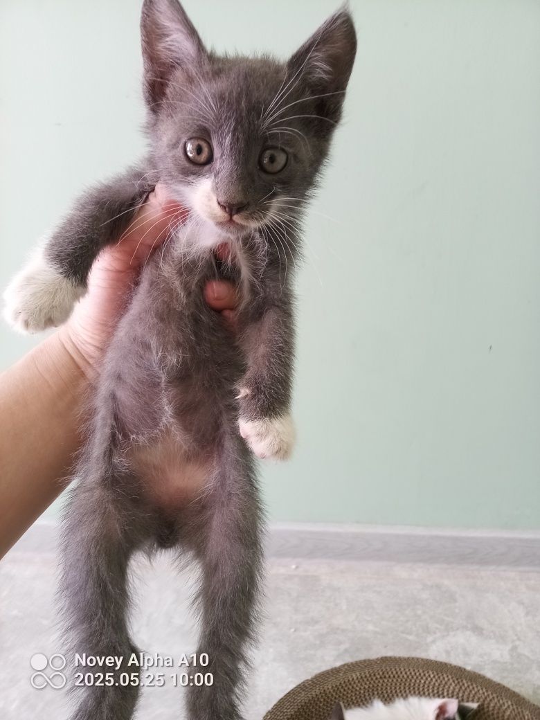 Tom mushugimz sotiladi