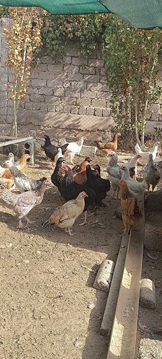 Хонаки товуклар ва хорозлар