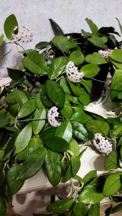 Продам комнатные цветы