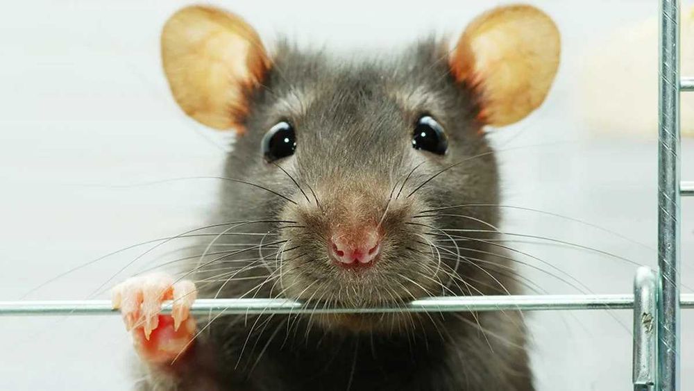 Дезинсекция мышей, крыс , таракан ,блох , обработка дезинфекция 100%