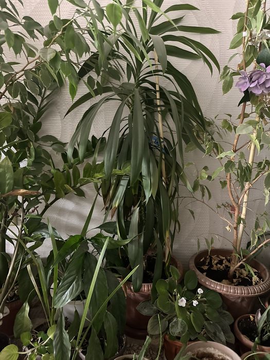 Комнатные цветы