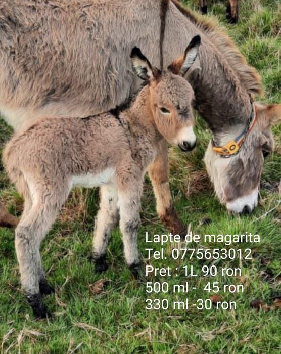 Lapte de magarita