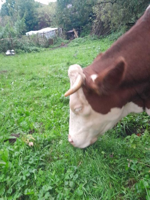 Vând Bălțată românească, 3,5 ani