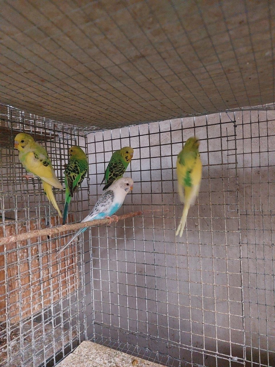 Qafas va qushlar sotiladi