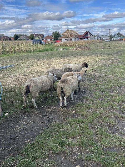 Vand oaie si berbecut texel