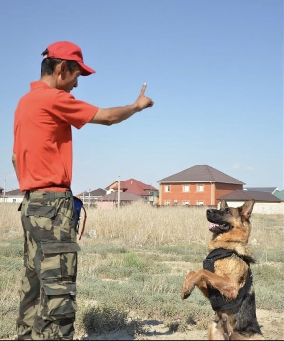 Дрессировка собак в Атырау
