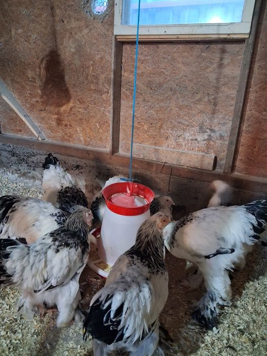 Vand cocoși brahma herminat deschis