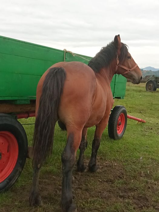 Vand manza semigra