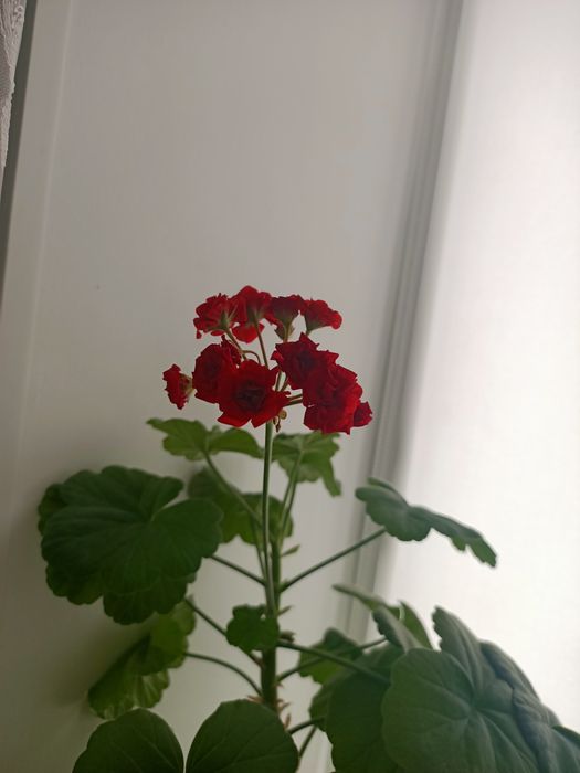 Продаю светы герань