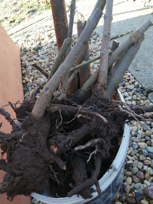 Butasi Paulownia ,Kiwi si rodieri la ghiveci